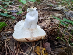 Russula compacta