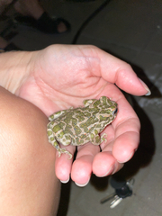 Bufotes viridis viridis
