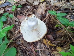 Russula compacta