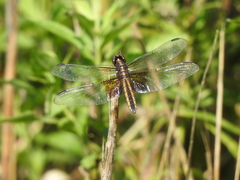Libellula luctuosa