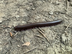 Narceus americanus