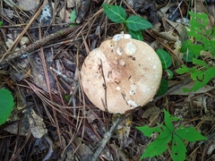 Russula compacta