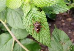 Pentatoma rufipes