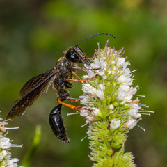 Isodontia auripes