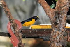 Euphonia chlorotica