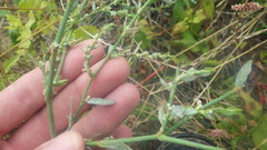 Polygonum aviculare aviculare