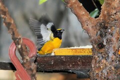 Euphonia chlorotica