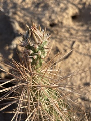Cylindropuntia