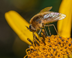 Sparnopolius confusus