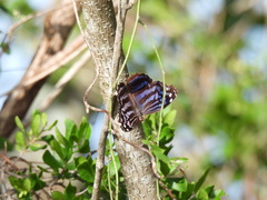 Myscelia ethusa ethusa