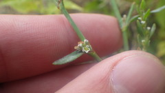 Polygonum aviculare aviculare