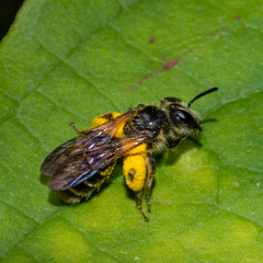 Andrena nubecula