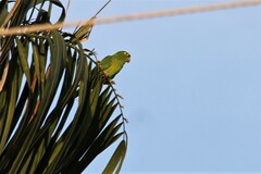 Psittacara leucophthalmus