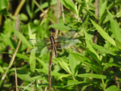Libellula luctuosa