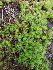 Polytrichum