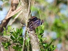 Myscelia ethusa ethusa