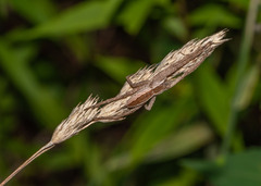 Pisaurina mira
