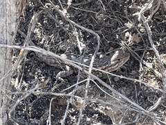 Sceloporus graciosus