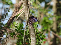 Myscelia ethusa ethusa