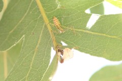 Zelus renardii