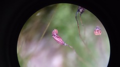 Dicranella cerviculata