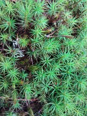 Polytrichum