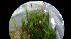 Dicranella cerviculata