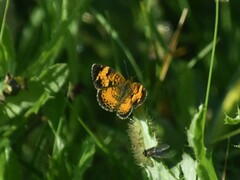 Phyciodes