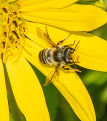 Megachile texana