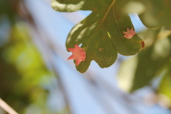 Cynips douglasii