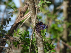 Myscelia ethusa ethusa