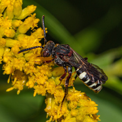 Nomada vicina