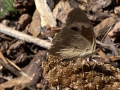Junonia grisea
