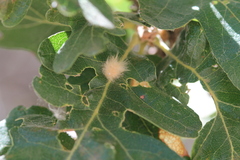 Druon fullawayi