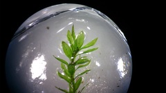 Mnium hornum