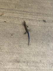 Plestiodon