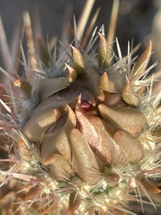 Cylindropuntia