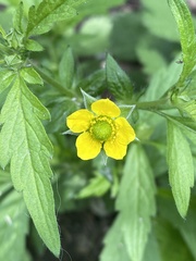 Geum aleppicum