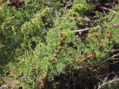 Artemisia campestris maritima