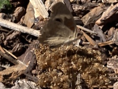 Junonia grisea