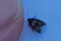 Eucosma parmatana