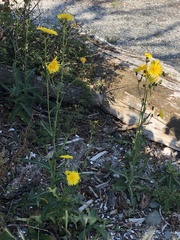 Sonchus arvensis arvensis