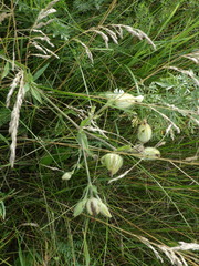 Silene latifolia alba