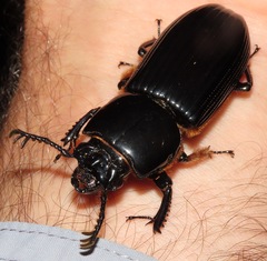 Passalus