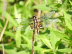 Libellula luctuosa