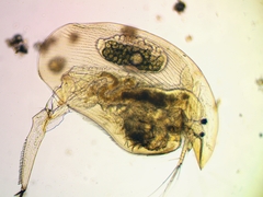 Camptocercus rectirostris