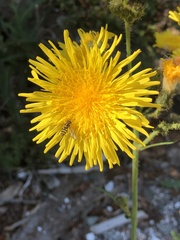 Sonchus arvensis arvensis