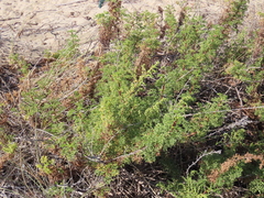 Artemisia campestris maritima