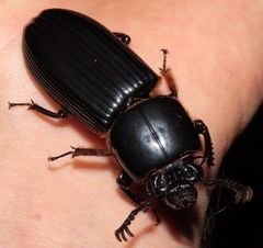 Passalus