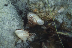 Dreissena bugensis